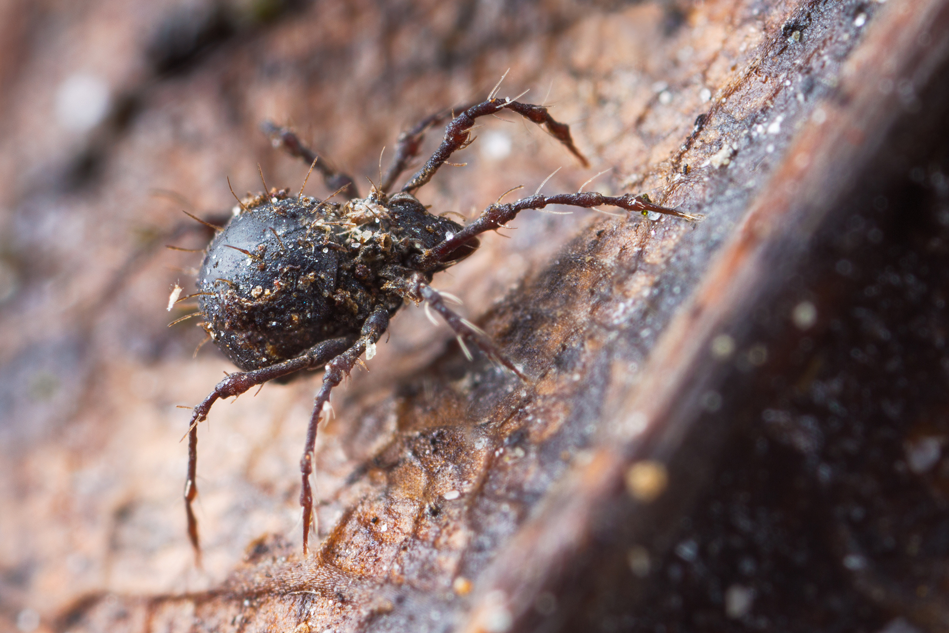  Nothrus borussicus vagy páncélosatka